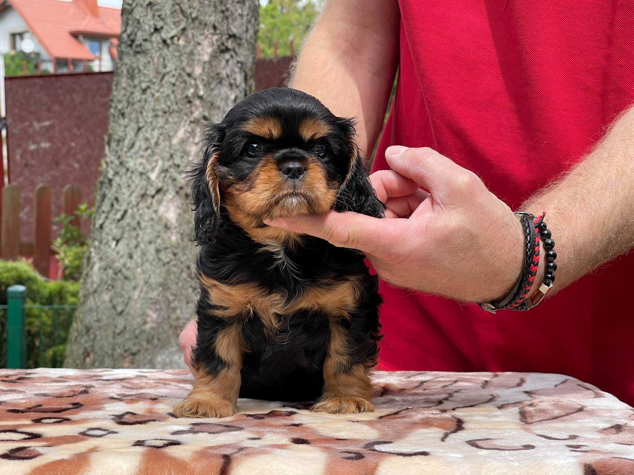 Cavalier King Charles Spaniel- Cudna dziewczynka- ZKwP/FCI