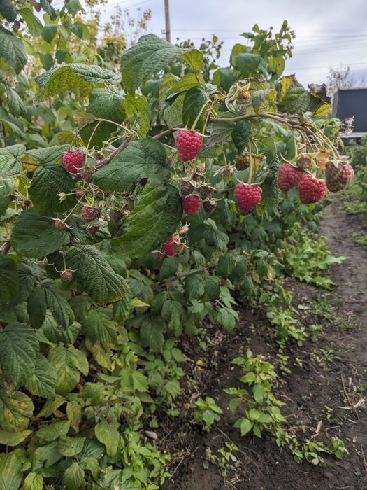 Саджанці малини сорт полана
