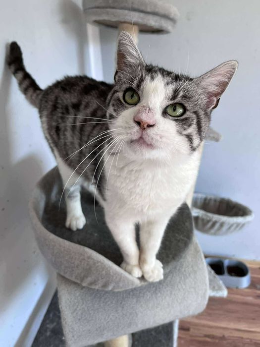 Prześliczny kocurek BAZYL czeka na domek !