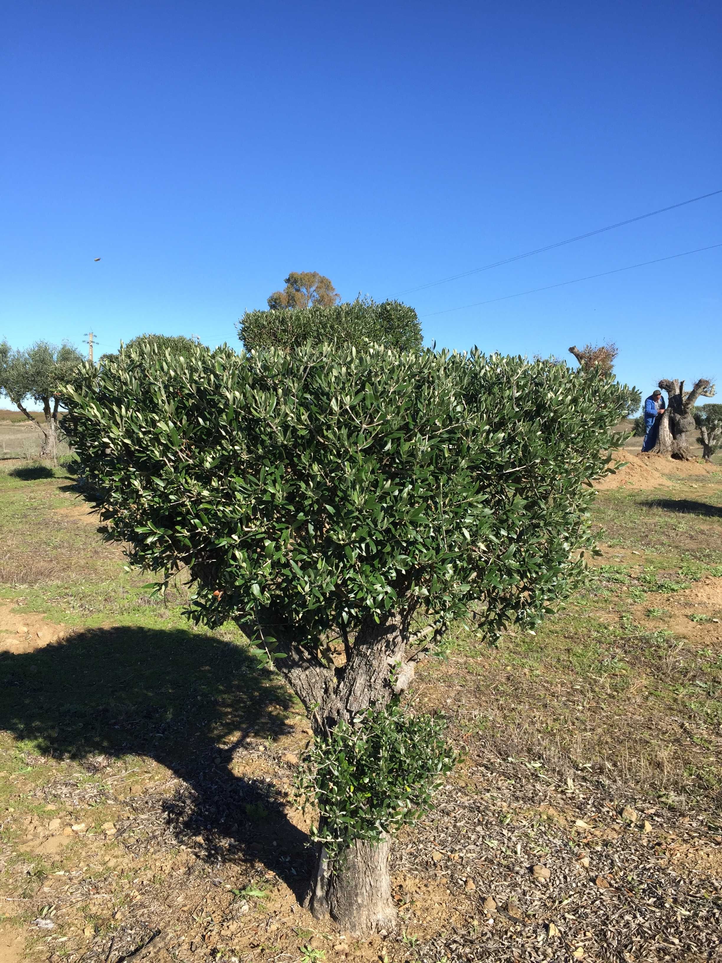 Oliveiras Bonsai - Alentejo