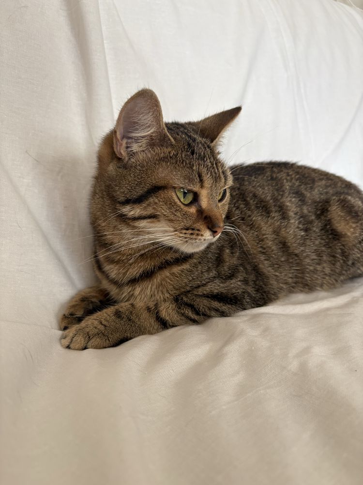 Безпритульний котик (киця)