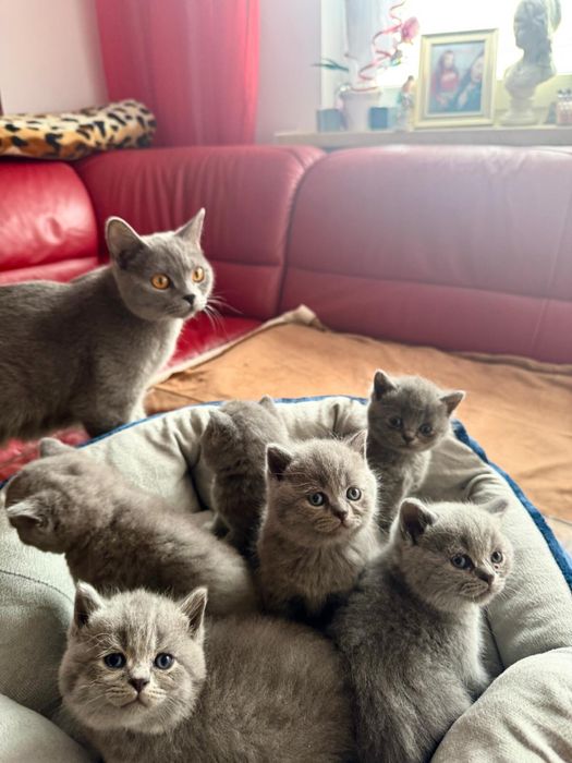 Kot brytyjski Brytyjskie kocurek brytyjczyk z Rodowdem i Chipem