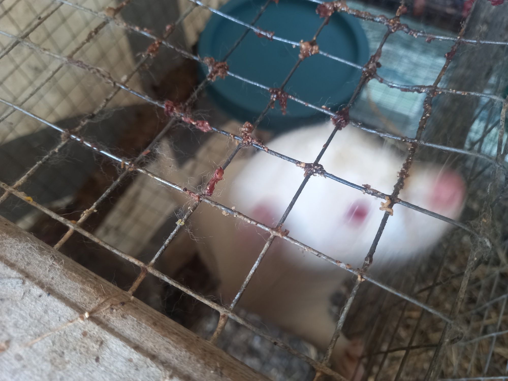 Клітка для норок, з тваринами