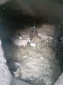 Vende-se ovelhas novas e prenhas