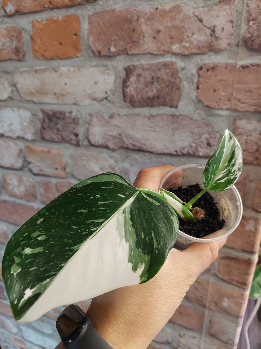 Philodendron White Wizard,  obłędny