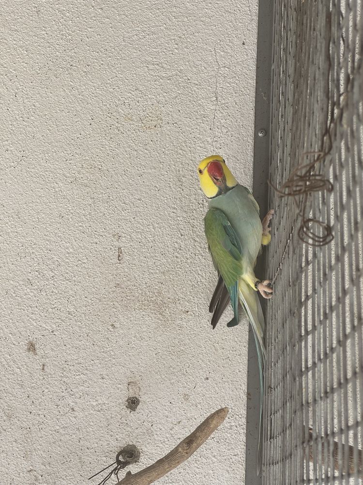 Ring Necks para cedencia