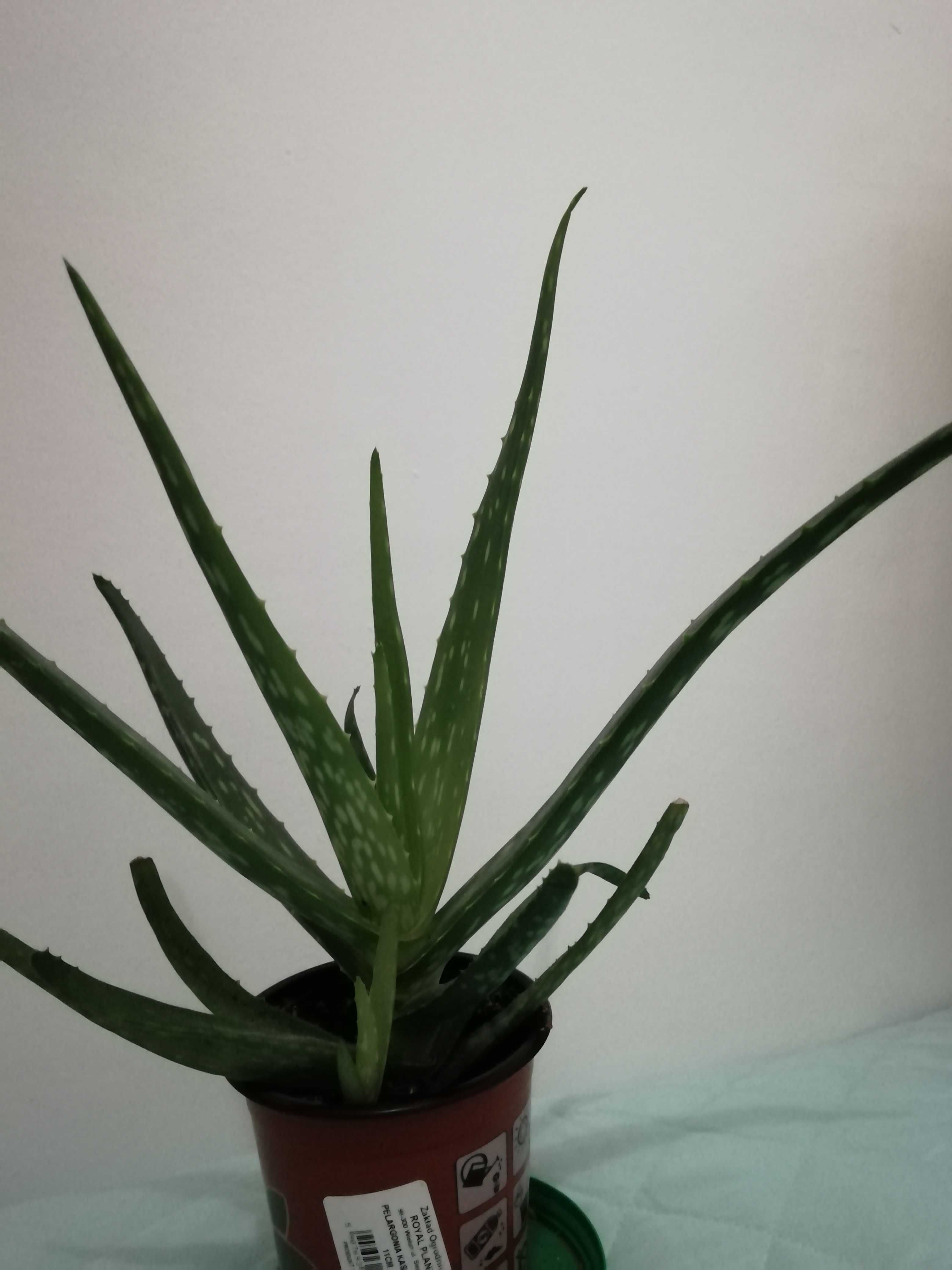 Aloes  aloe vera var.Chinensis