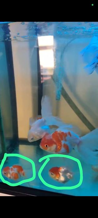 Orandas/ryukin/ranchu(ler bem descrição)