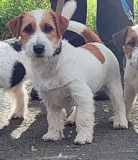 Джек рассел терьер