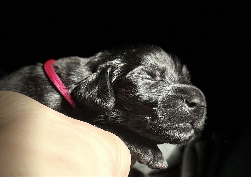 FLAT COATED RETRIEVER - czarna dziewczynka odb początek Grudnia