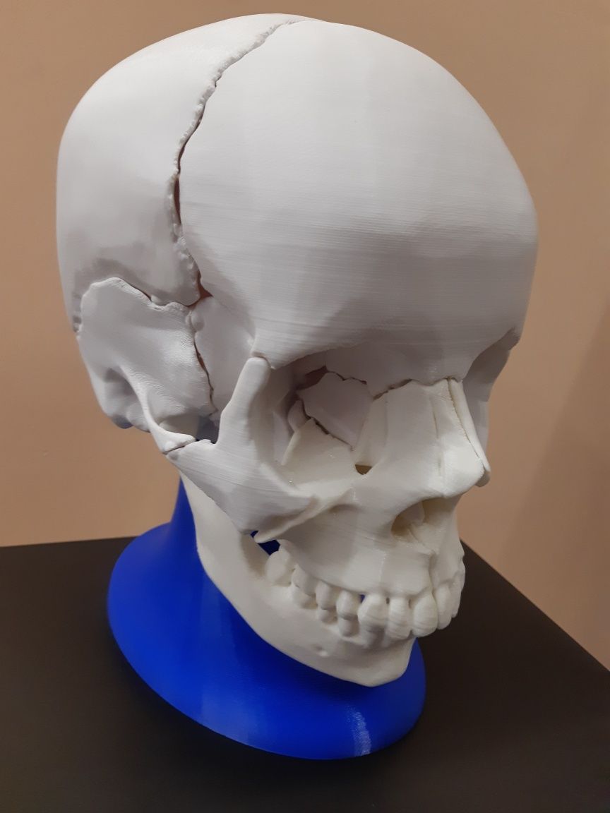 Model anatomiczny czaszki 1:1