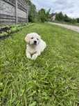 Suczka Golden Retriever