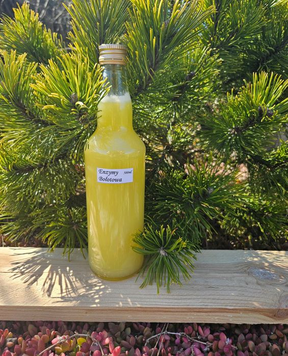 Kwas 500ml Enzymy Bołotowa na koziej serwatce