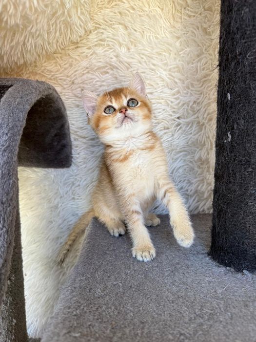 Femea british shorthair golden