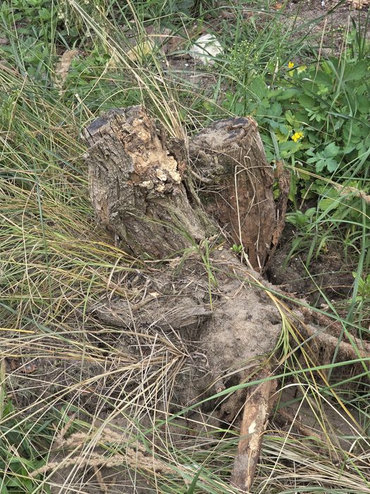 Korzenie drzew oddam