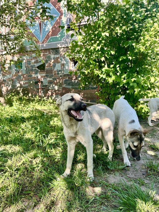 Собакени у добрі руки