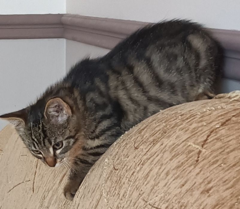 Oddam kotka bez adopcji