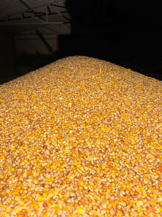 Kukurydza sucha dla kur, gołębi, na ryby