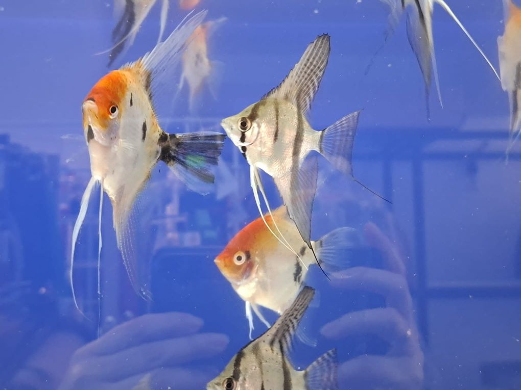 Skalar koi 6-8cm