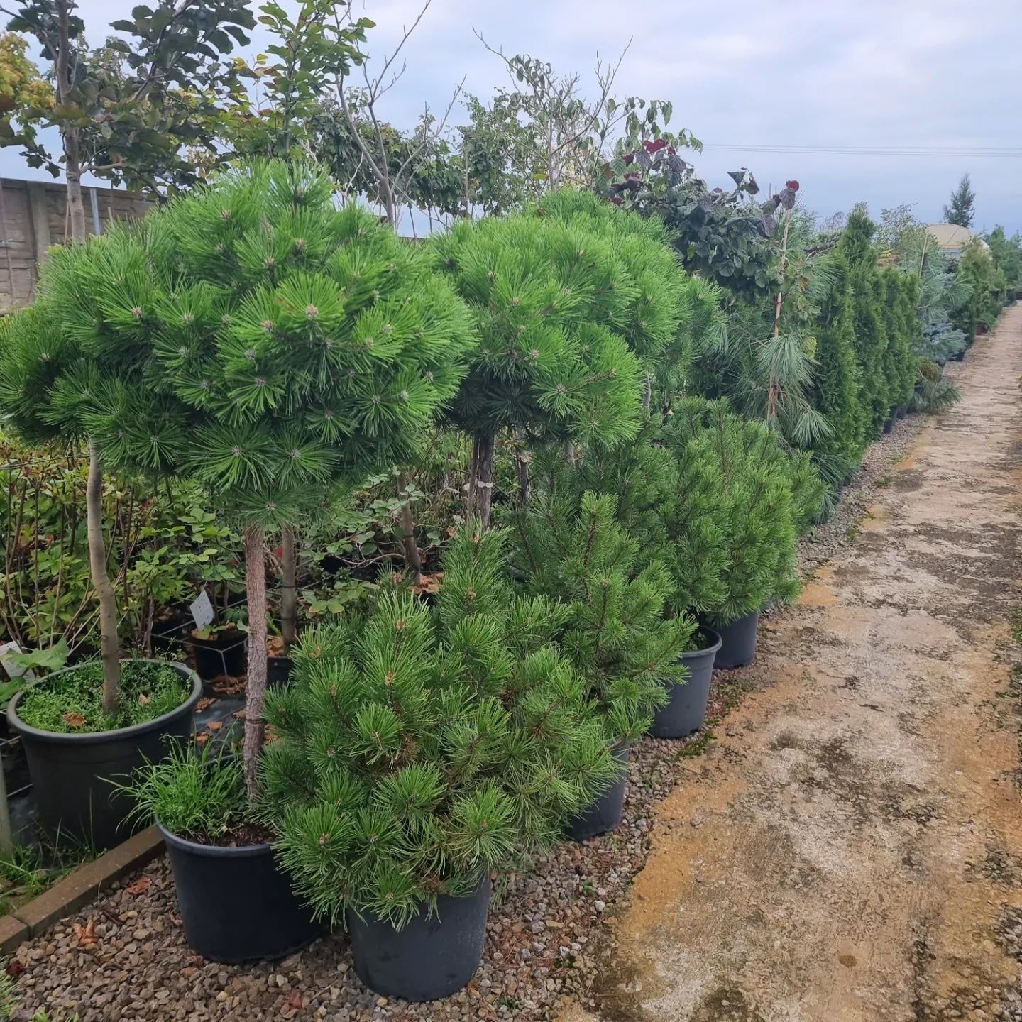 Krzewy ozdobne formowane Niwaki BONSAI Sosny Świerki Jodły Jałowce