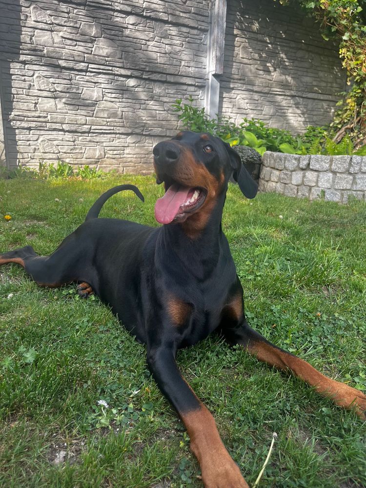 Doberman szczeniak samiec