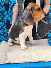 suka beagle mniejsza w typie championy badania genetyczne championy