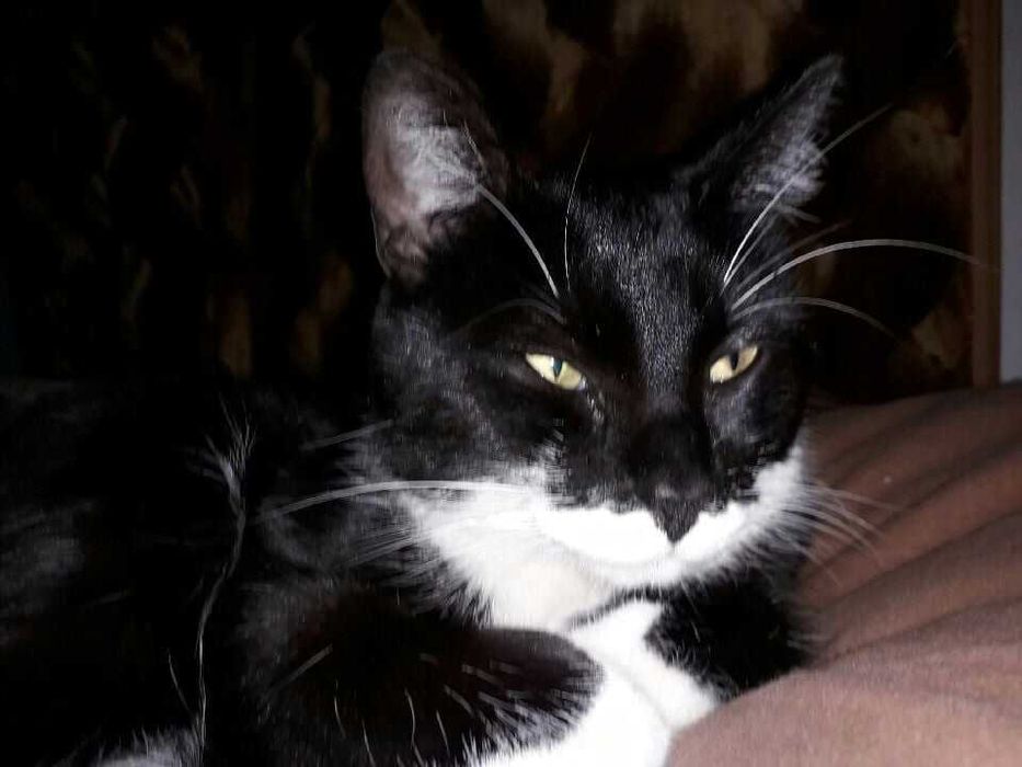 Emi - spokojna i kochająca bliskość oraz dotyk osierocona kotka