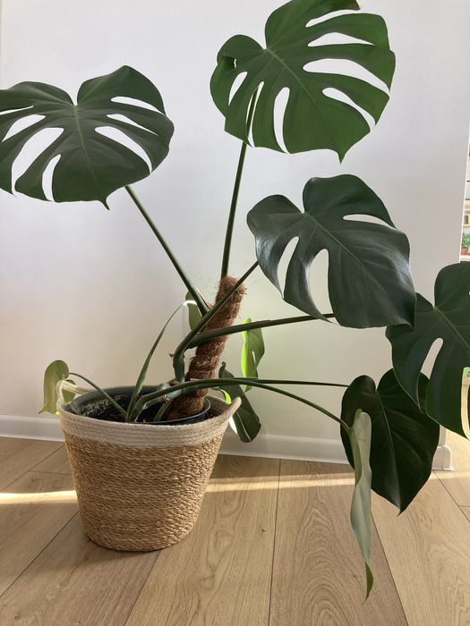 Monstera kwiat doniczkowy roslina duza