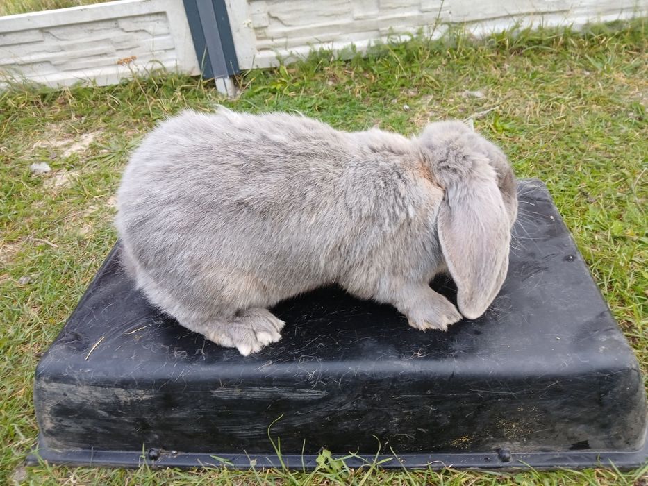 Samiczka baran francuski niebieski