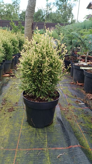 Саджанці туї різних видів