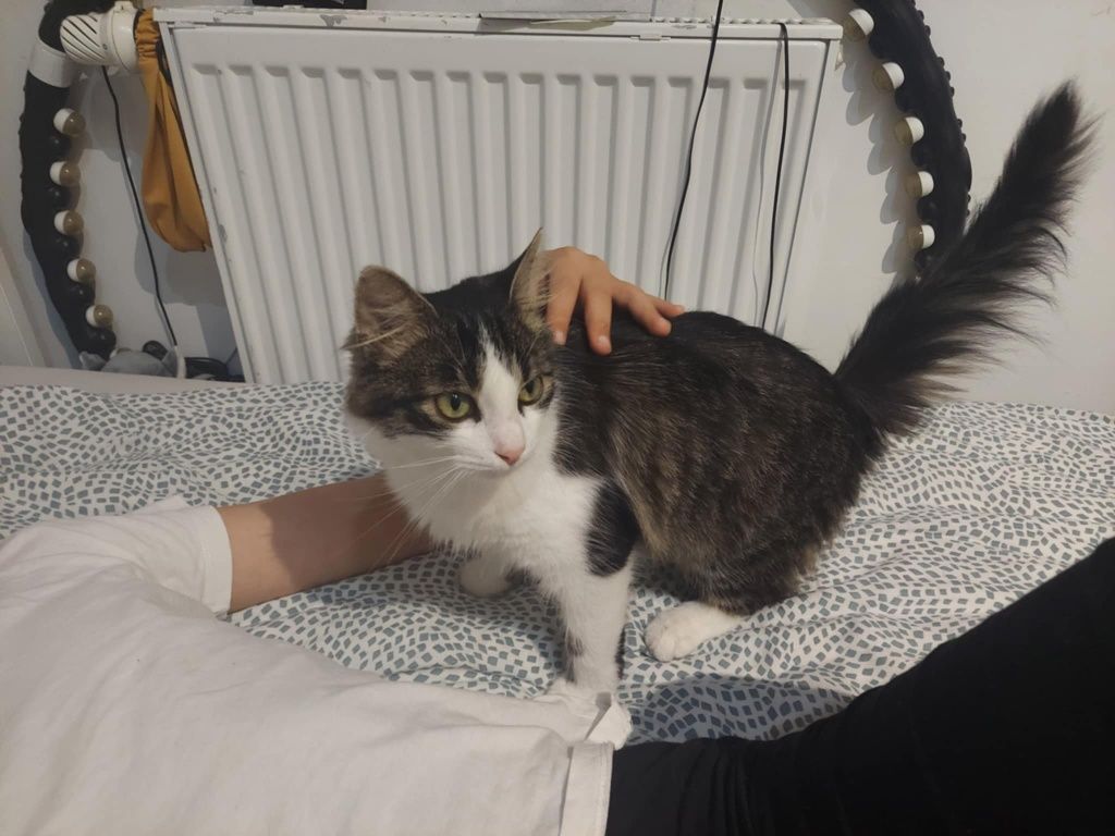 Koteczka w typie długowłosej