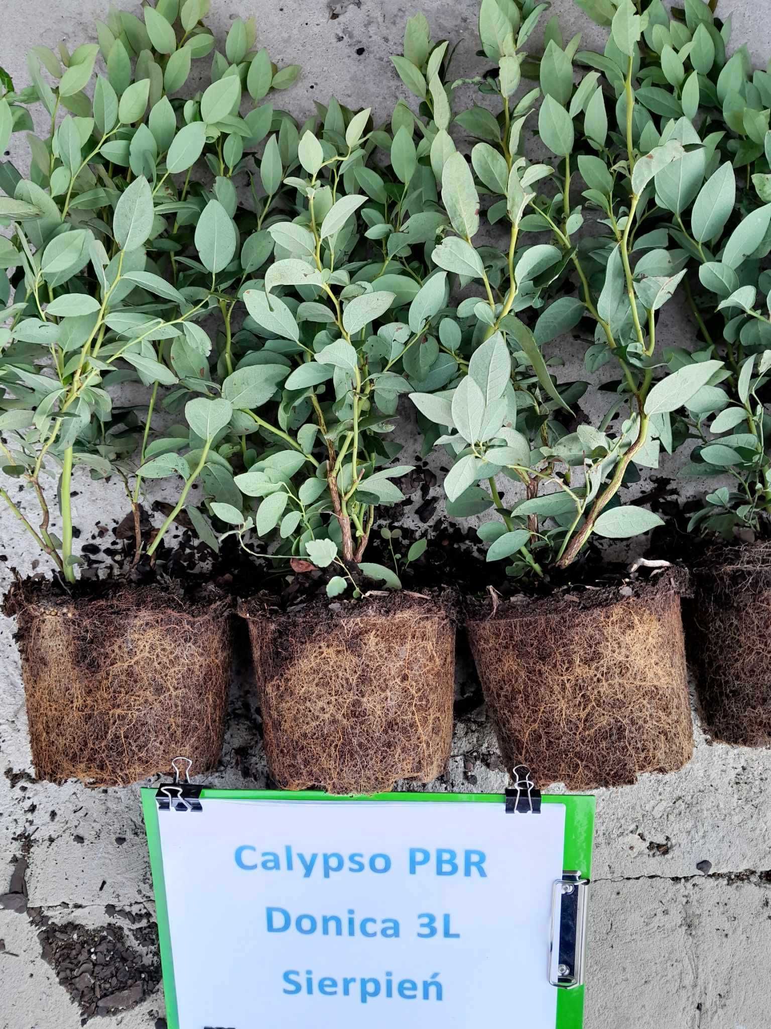 Borówka Amerykańska Calypso CAC 3 letnia donica 3 Litry PREMIUM