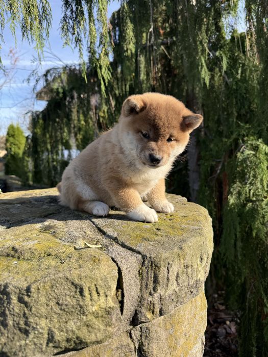 Szczeniaczek shiba inu FCI