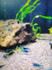 Krewetki akwariowe niebieskie