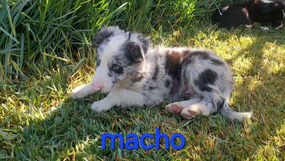 Collie blue merle macho