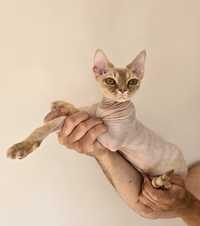 Capitan Jack - kocurek devon rex, adopcja płatna