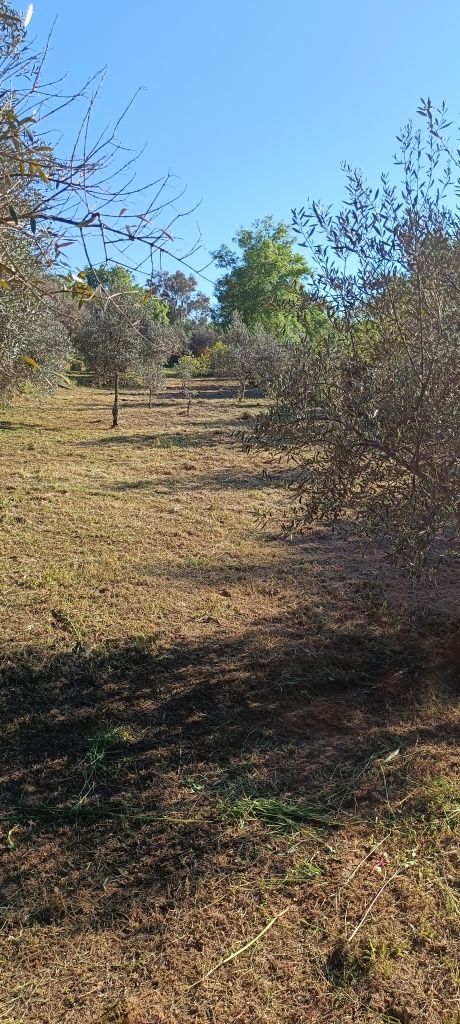 Terreno com 2,500m2 aldeia de santa Margarida castelo branco