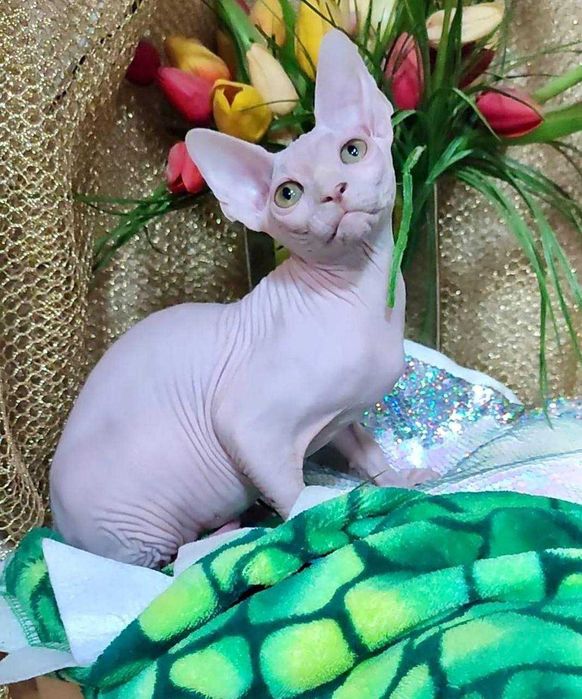 Канадський сфінкс хлопчик Алекс