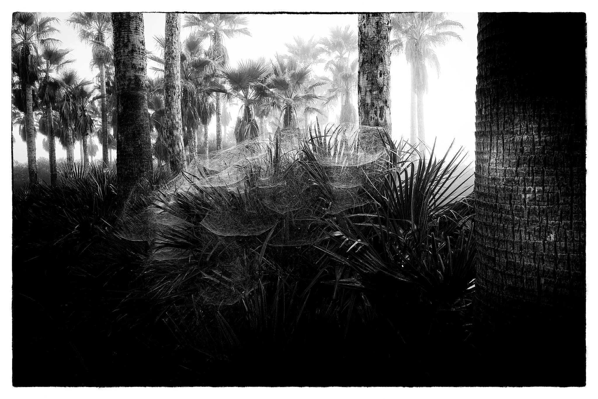 Ricoh GR III — Compacta Premium com Qualidade Profissional