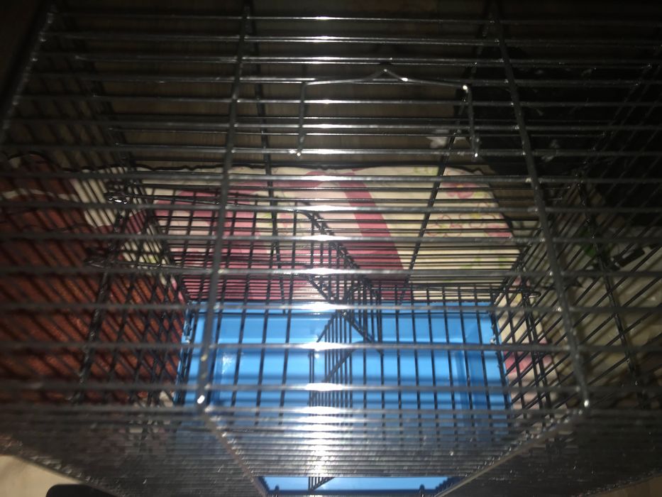 Клітка для гризунів