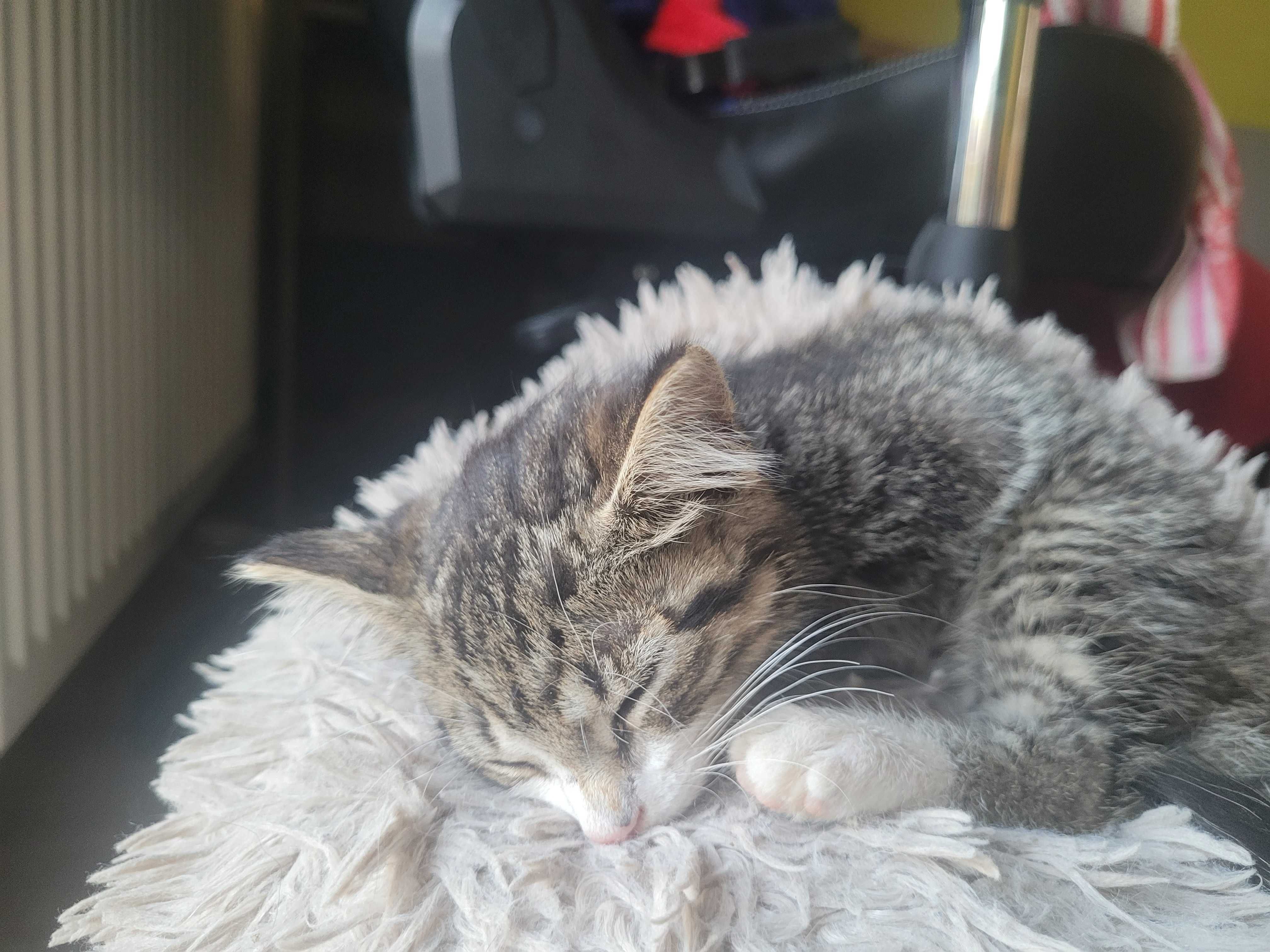 Oddam za darmo kocieta znalezione w rowie