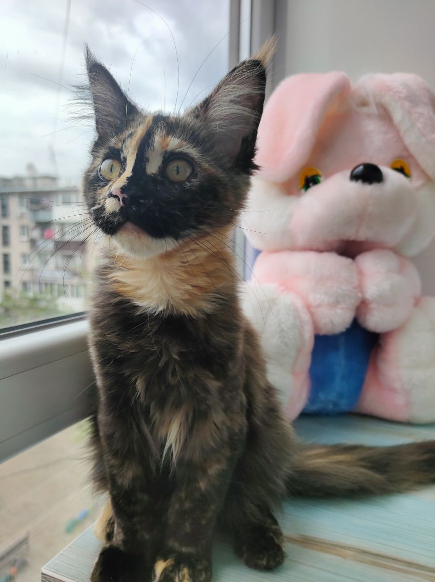 Кошечка черепашка ищет заботливых родителей.