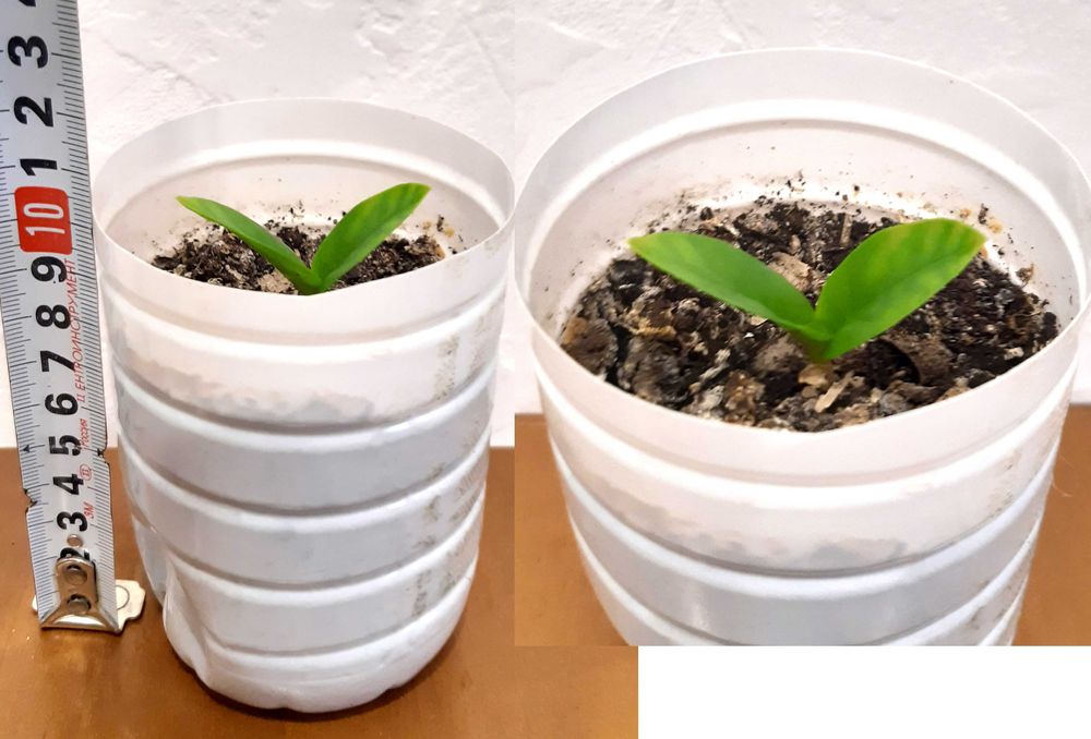 Замиокулькас Zamiocúlcas укорененный саженец