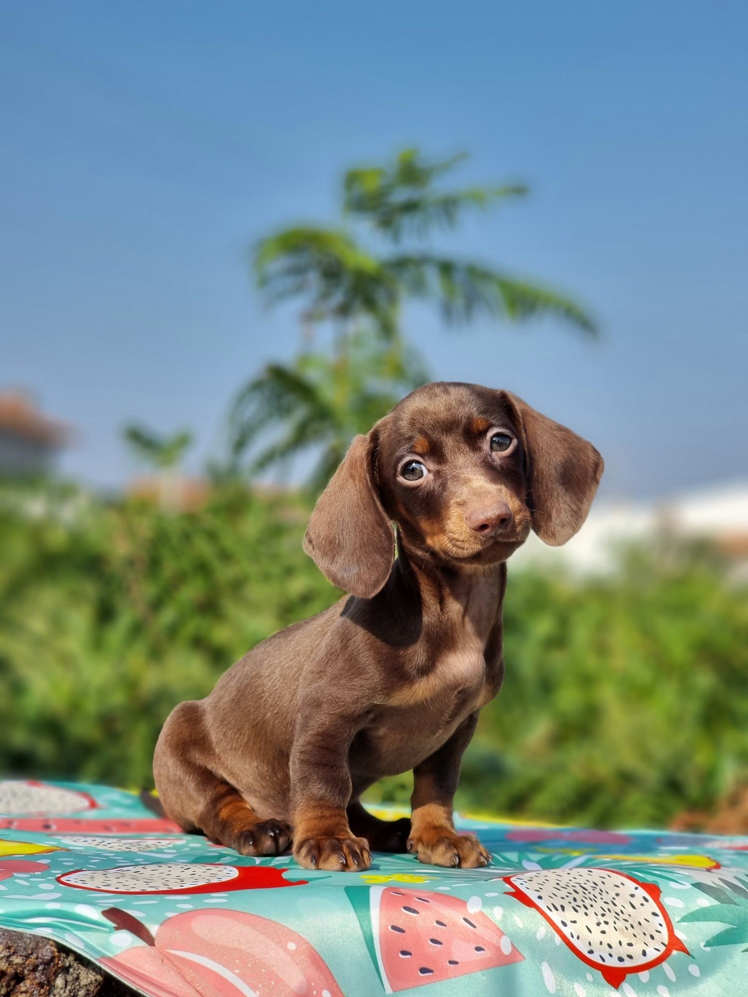 Fabulosa!! Teckel Miniatura Fêmea