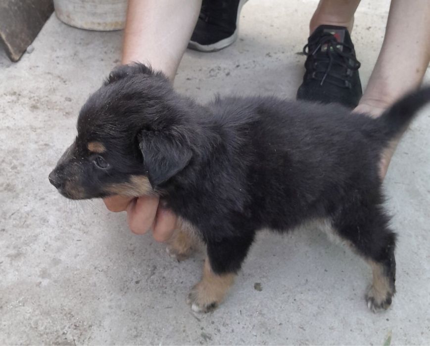 Забирайте щенят,творите добро!!!