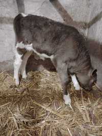 Тиличка 10 днів від гарної молочної корови