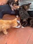 Gatinhos para adoptação responsável
