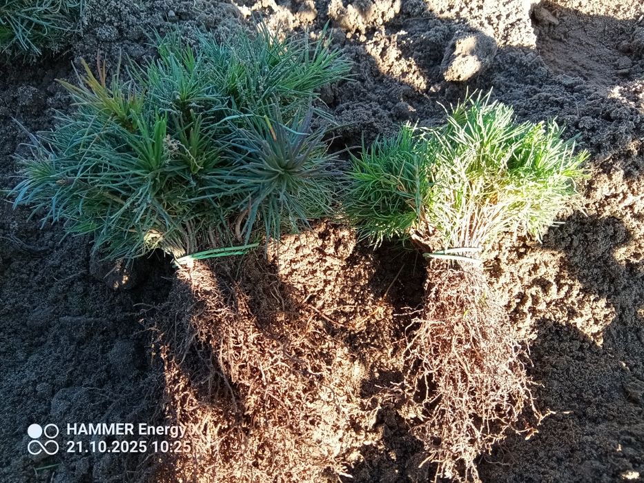Sosna zwyczajna - Pinus sylvestris sadzonki