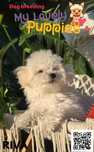 Bichon frise, cudna dziewczynka