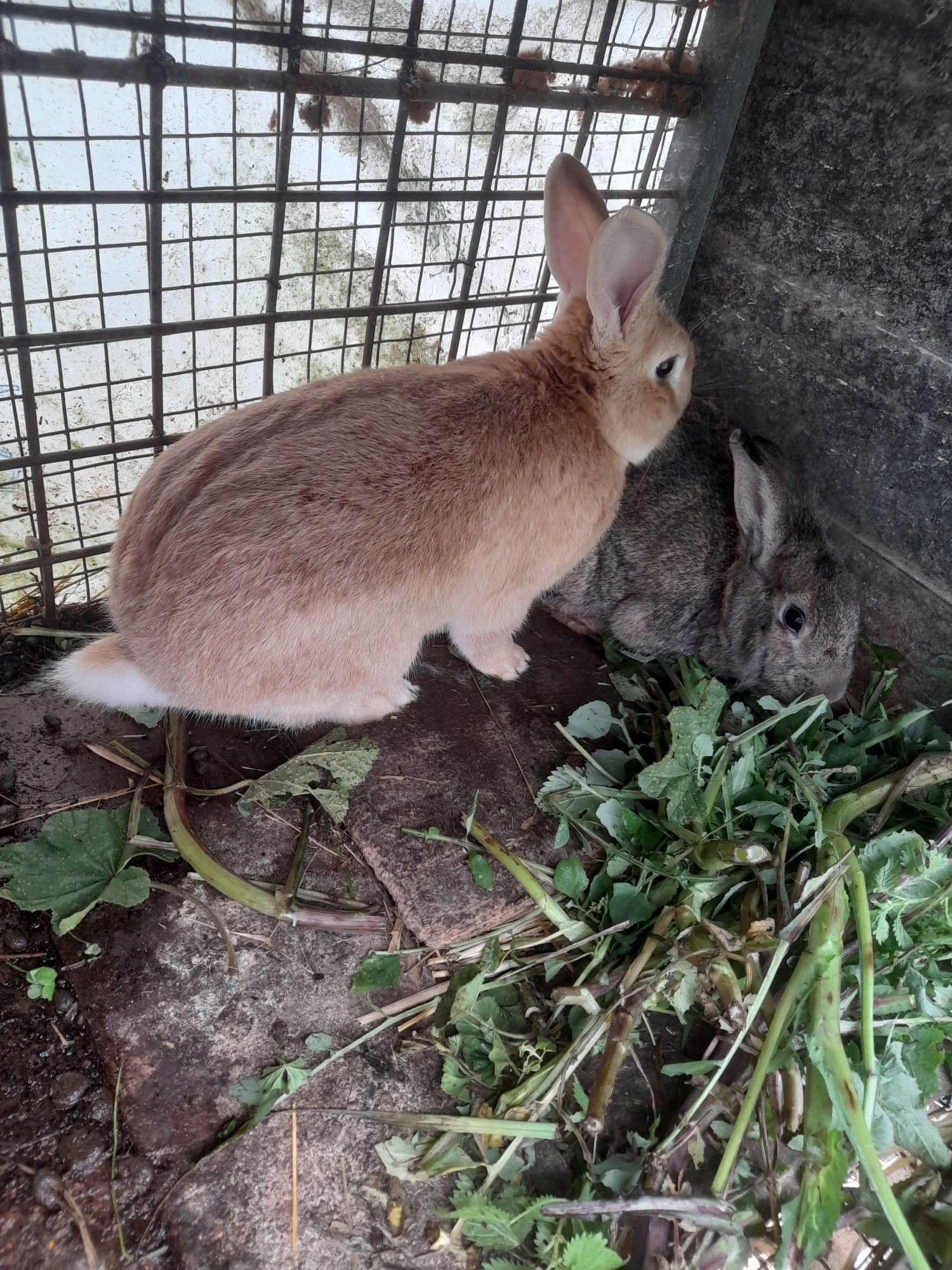 Vendo coelha cheia e macho